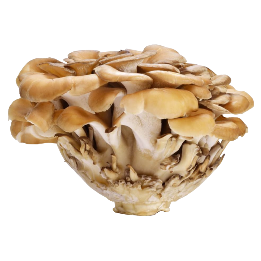 Maitake Mushroom