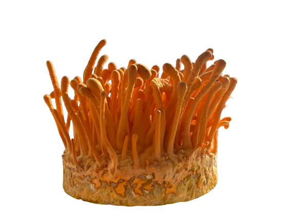 Cordyceps Militaris