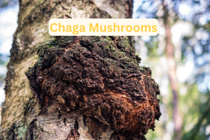 Chaga Mushrooms