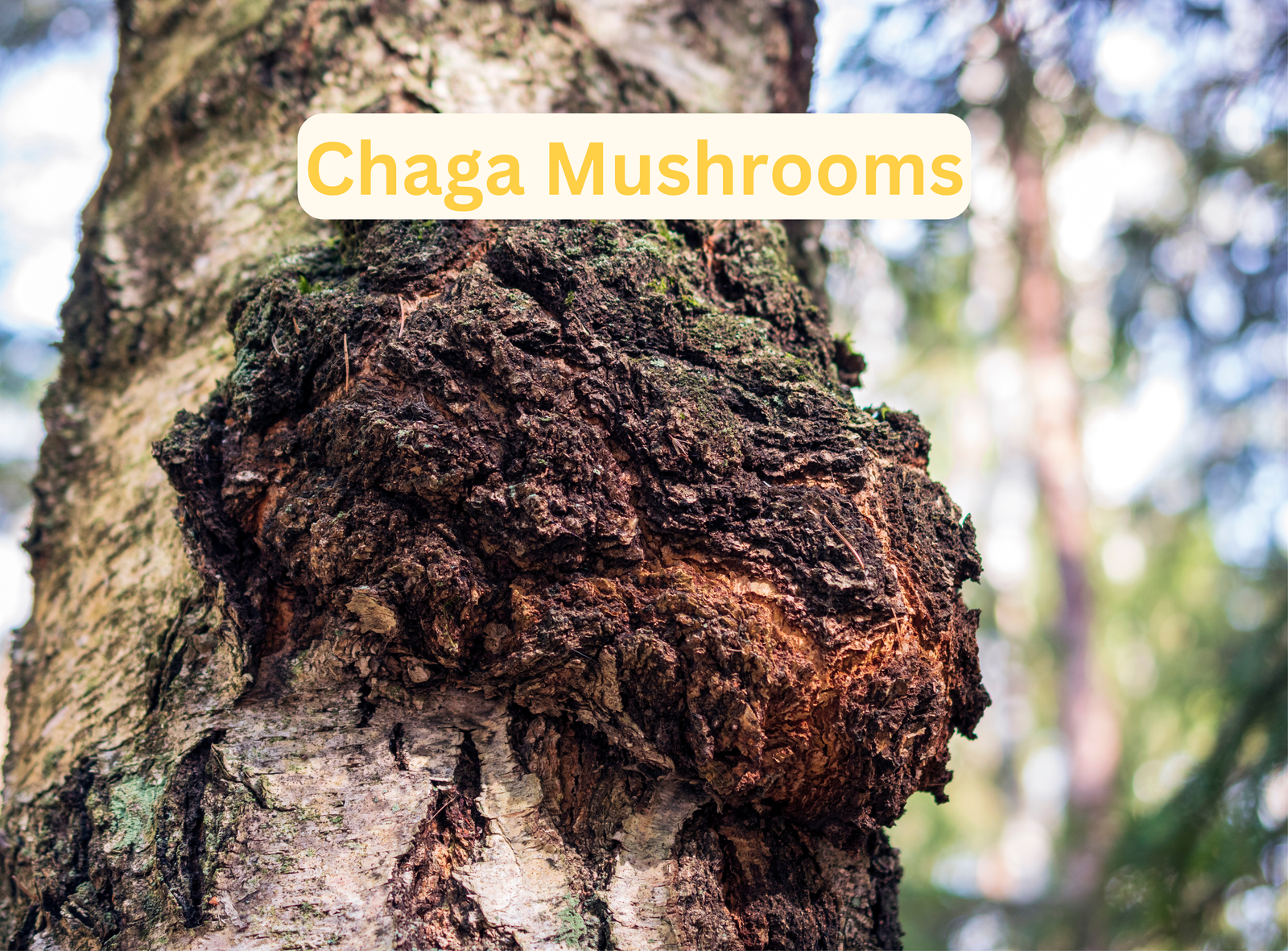 Chaga Mushrooms