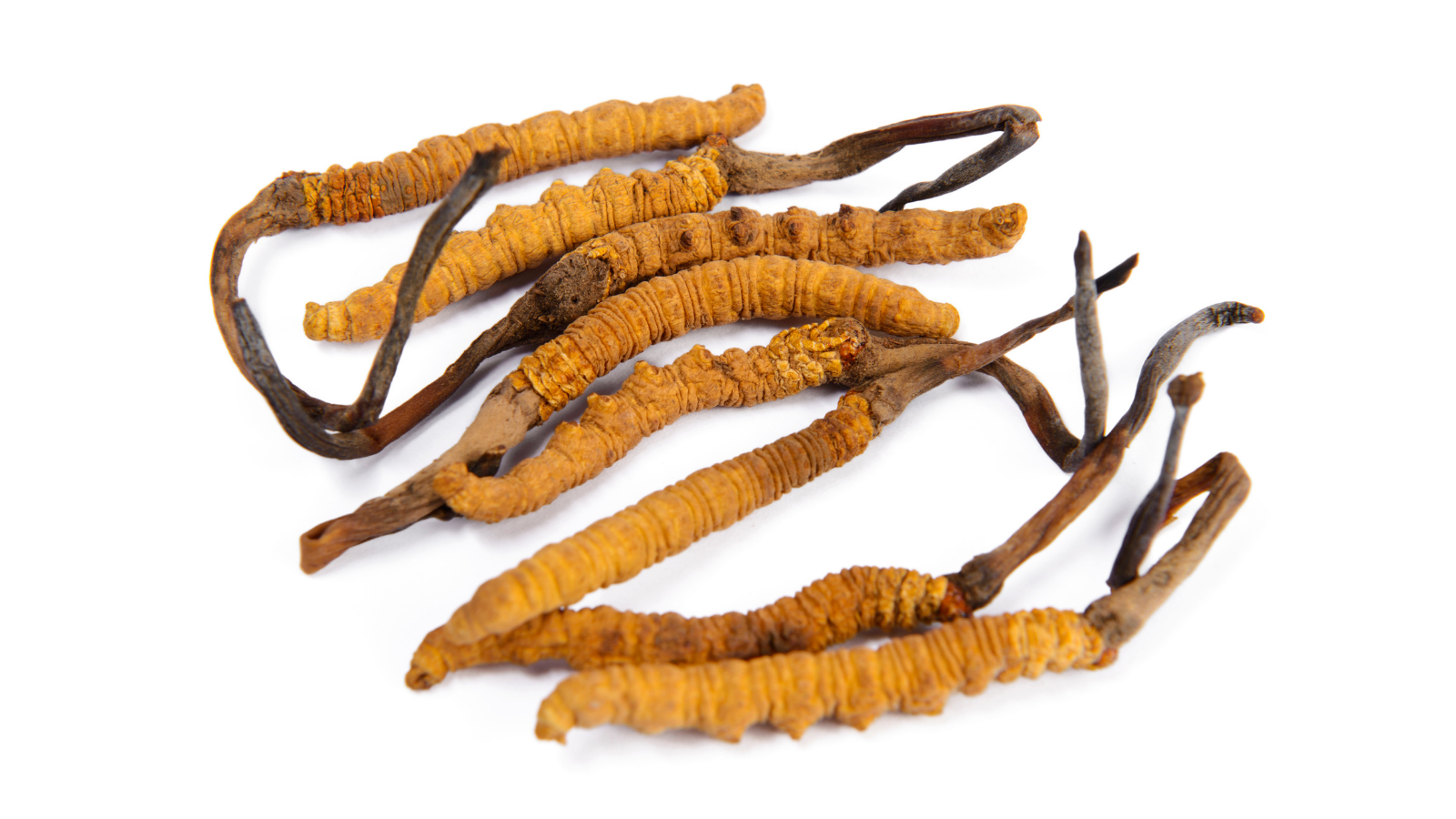 How Cordyceps Militaris Works in Your Body