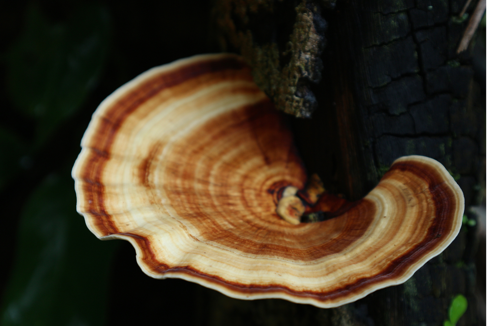 What is Turkey Tail Mushroom?