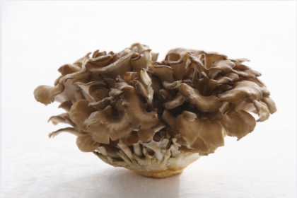 The Mighty Maitake