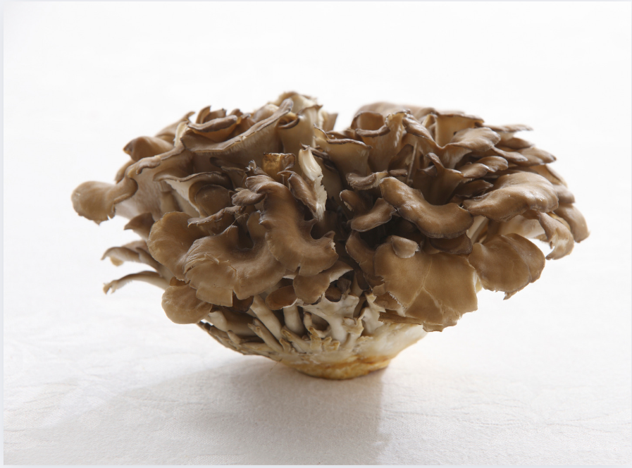 The Mighty Maitake