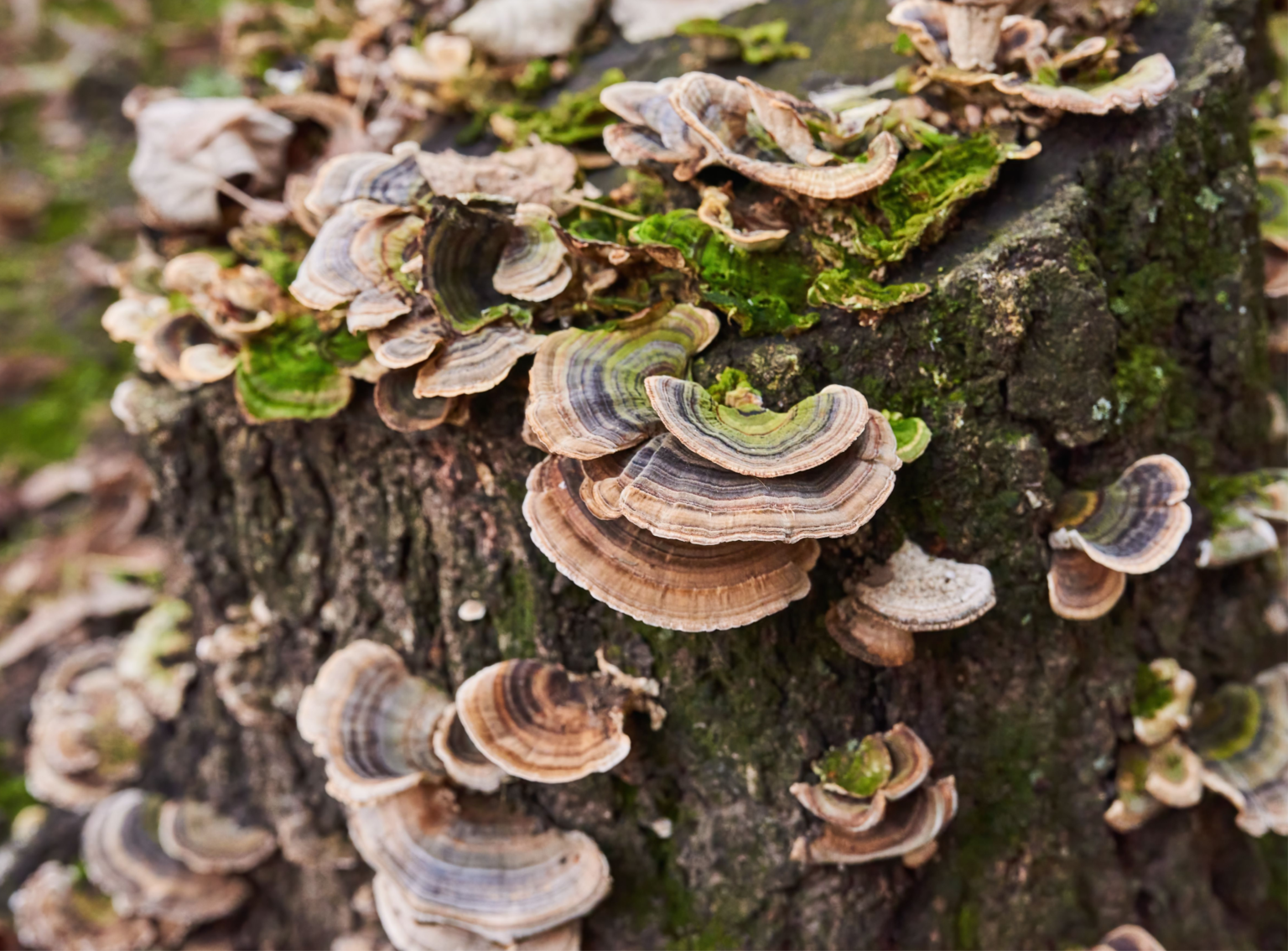 Turkey Tail Mushroom