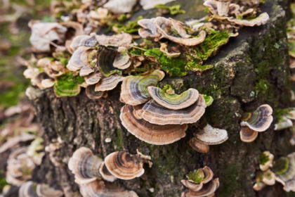 Turkey Tail Mushroom