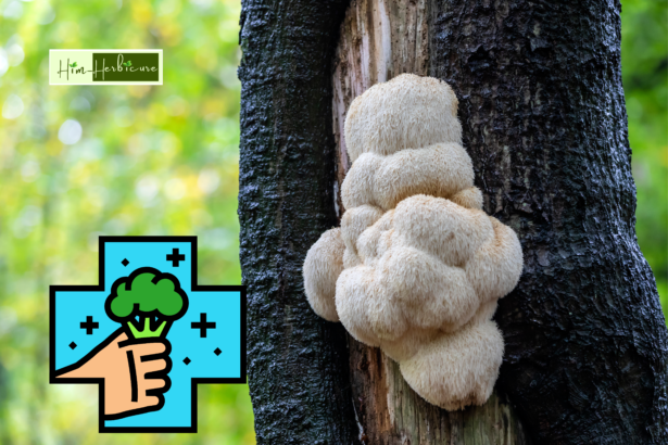 the Power of Lion’s Mane Mushroom