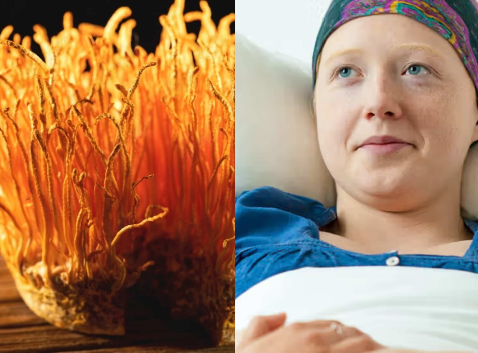 Cordyceps Militaris: Nature’s Gift in the Fight Against Cancer