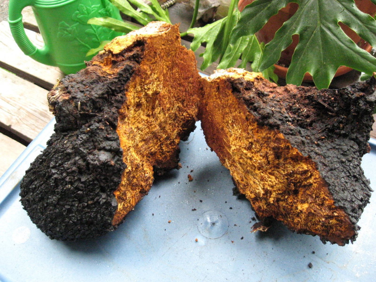 Chaga Mushrooms