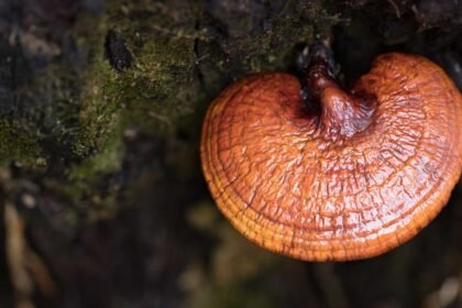 Health Benefits of Reishi Mushroom